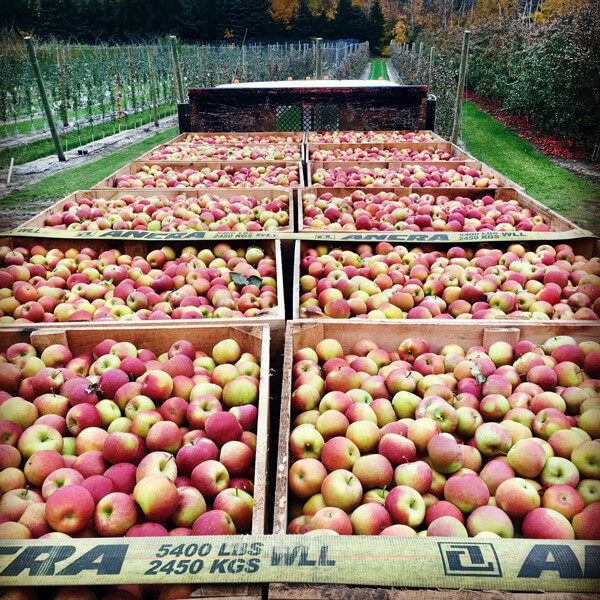 Midwest Apple Improvement Association offers varietal options for small  growers